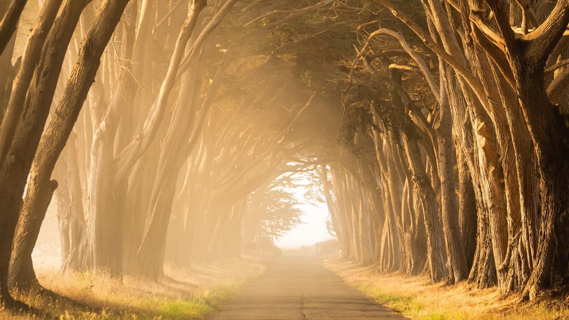 Sunlight shining through trees